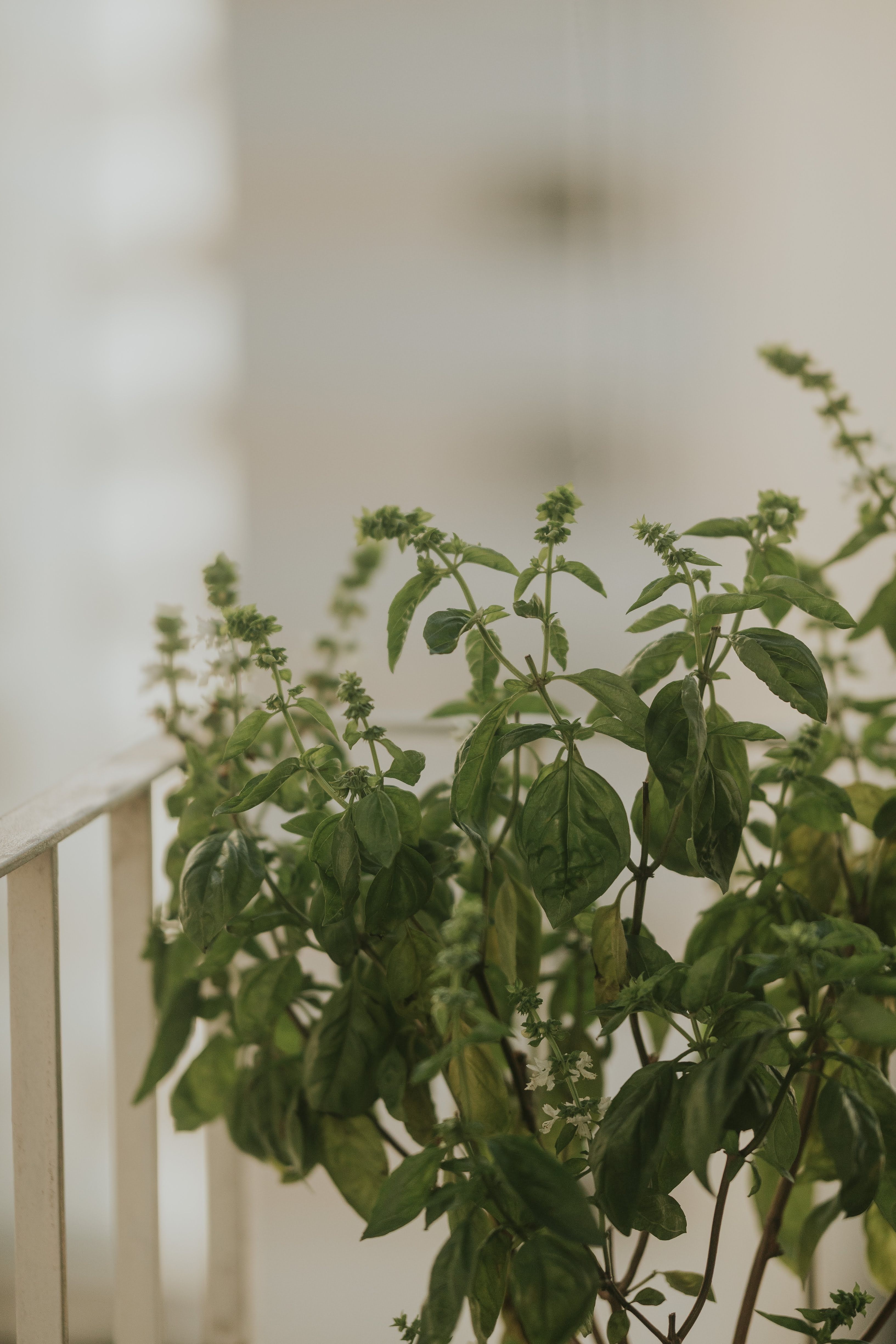 Close-up view of a basil plant in natural light, perfect for gardening and culinary themes.