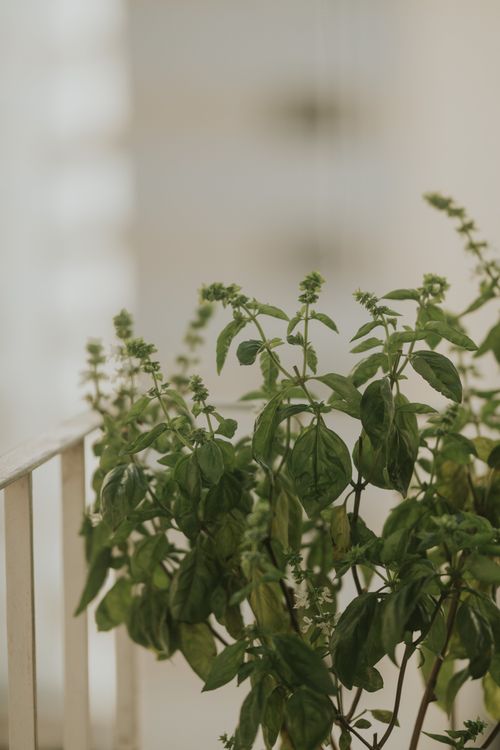 Free Close-up view of a basil plant in natural light, perfect for gardening and culinary themes. Stock Photo