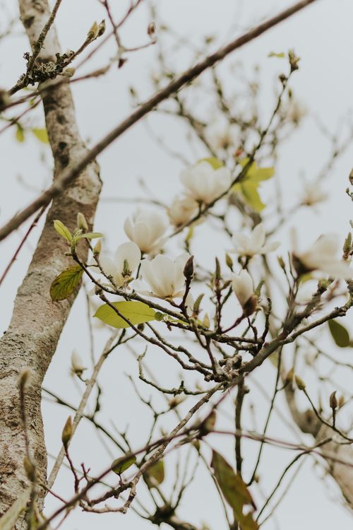 Free Close-up of Magnolia blossoms on branches, capturing the essence of early spring with soft white petals. Stock Photo