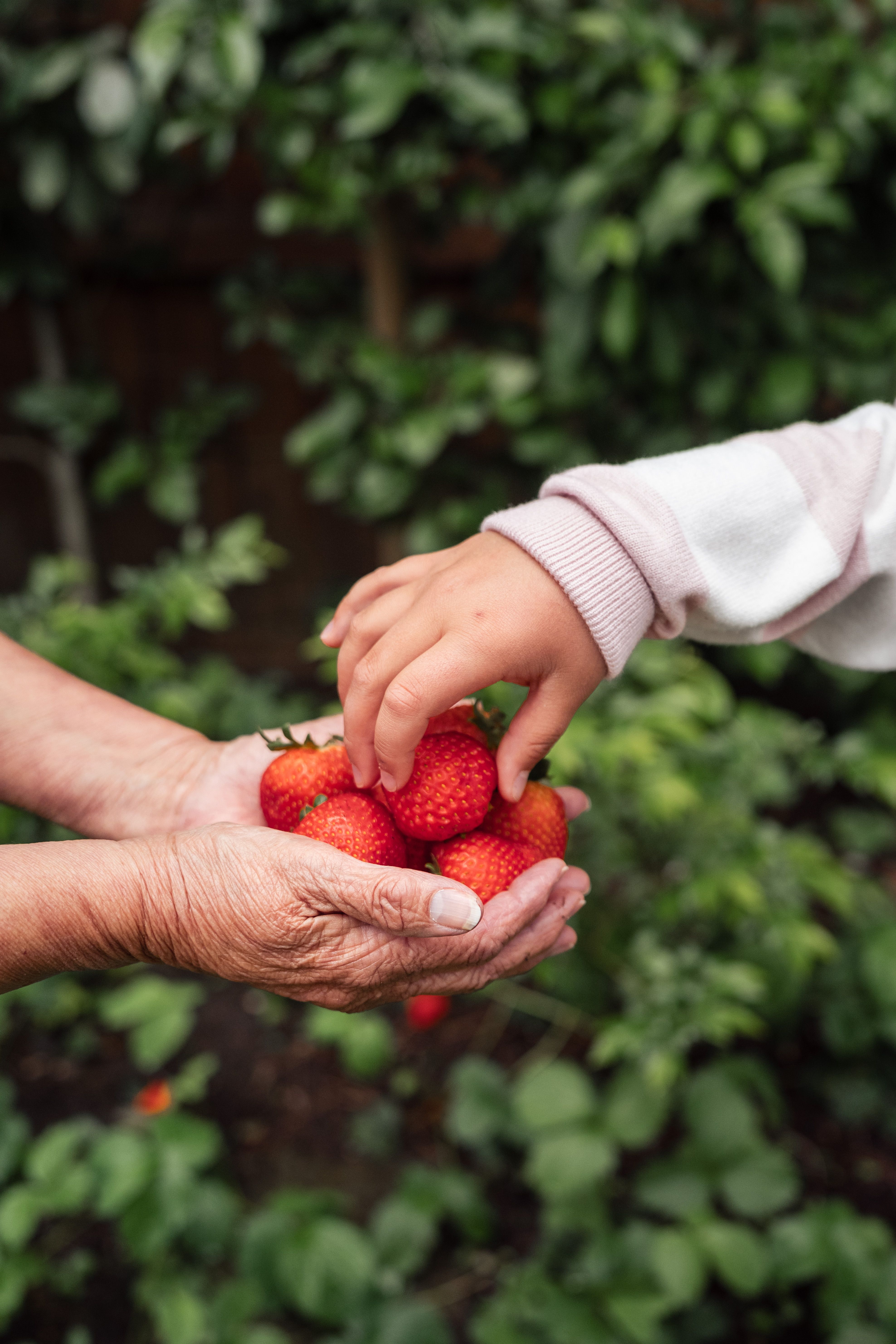 A child reaches for fresh strawberries held by an elder in a garden setting.
