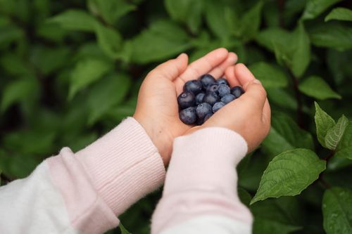Free Hands of a child gently cradling fresh blueberries among green leaves. Stock Photo