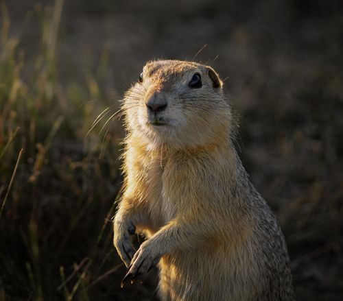 Free Captivating image of a ground squirrel in a natural setting, highlighting its alert posture and detailed fur. Stock Photo
