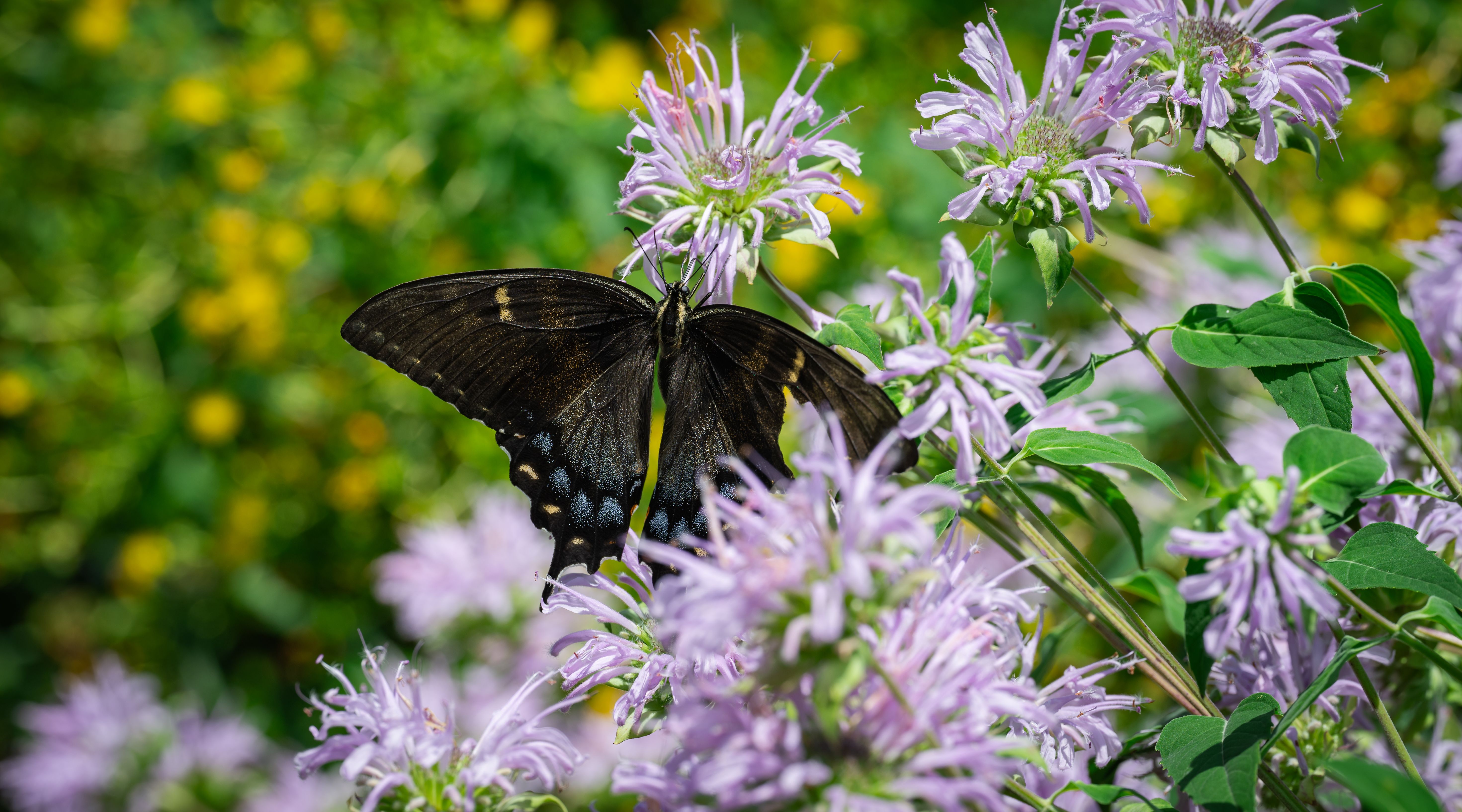 A black swallowtail butterfly rests on vibrant purple wild bergamot flowers in a sunny garden. - Evidence evidence guide for citrus bergamot lipid profile randomized trial