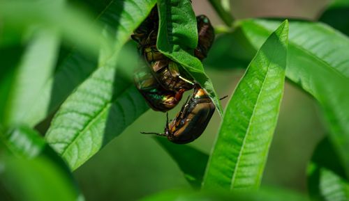 Free Detailed shot of beetles mating on vibrant green leaves, showcasing nature's close-up beauty. Stock Photo