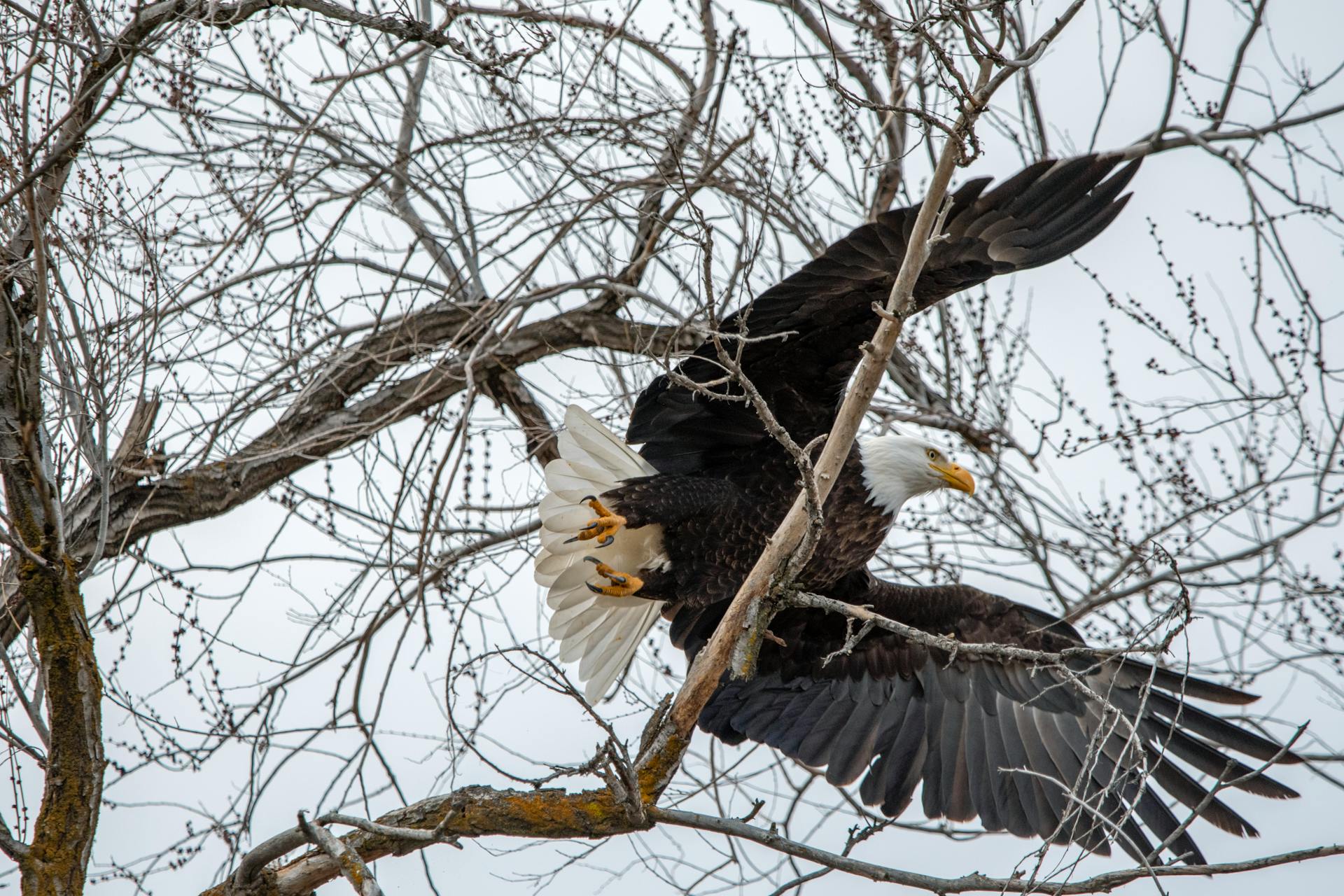 Majestic bald eagle soaring amidst bare branches in Wenatchee, WA.