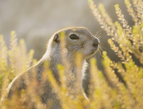 Close-up of a golden ground squirrel surrounded by plants in warm sunlight.