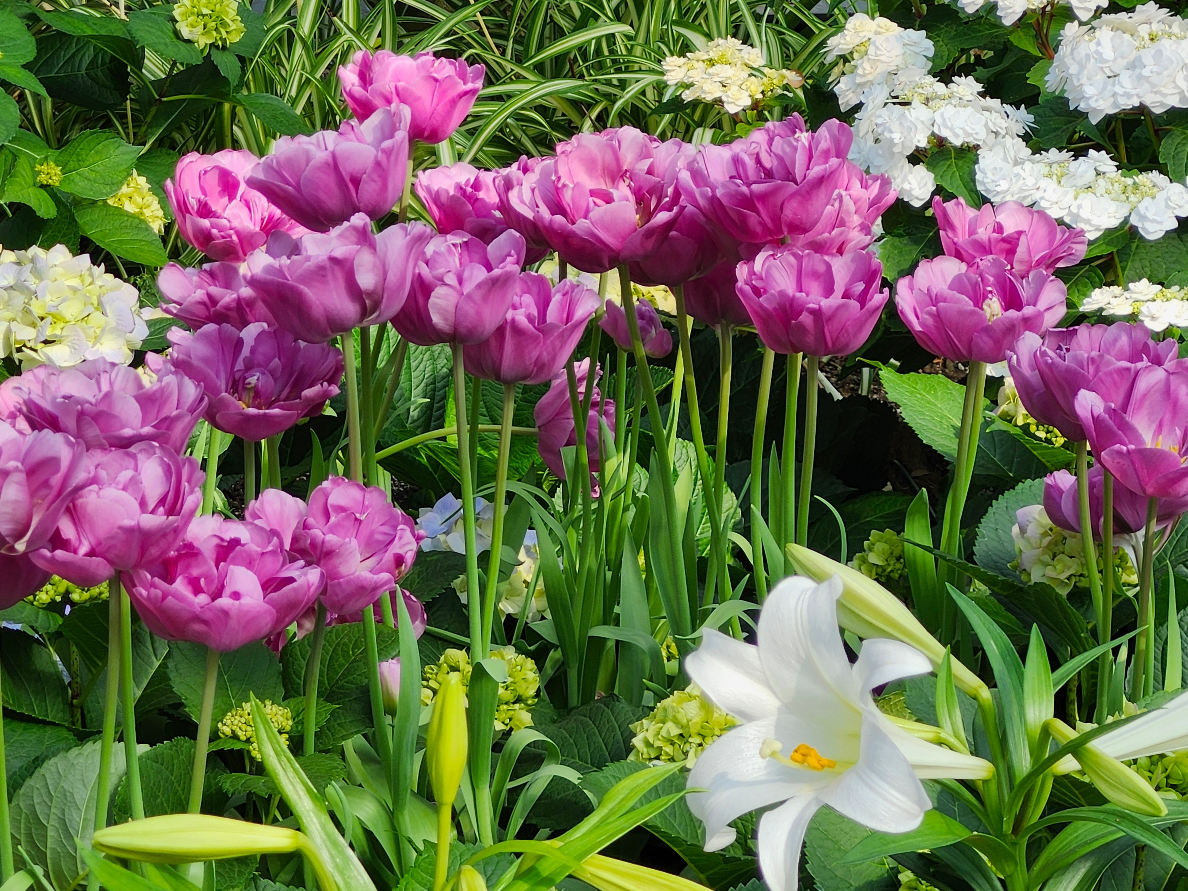 [ColoSach]-a-colorful-garden-in-full-bloom-featuring-tulips-and-lilies,-showcasing-spring-beauty.
