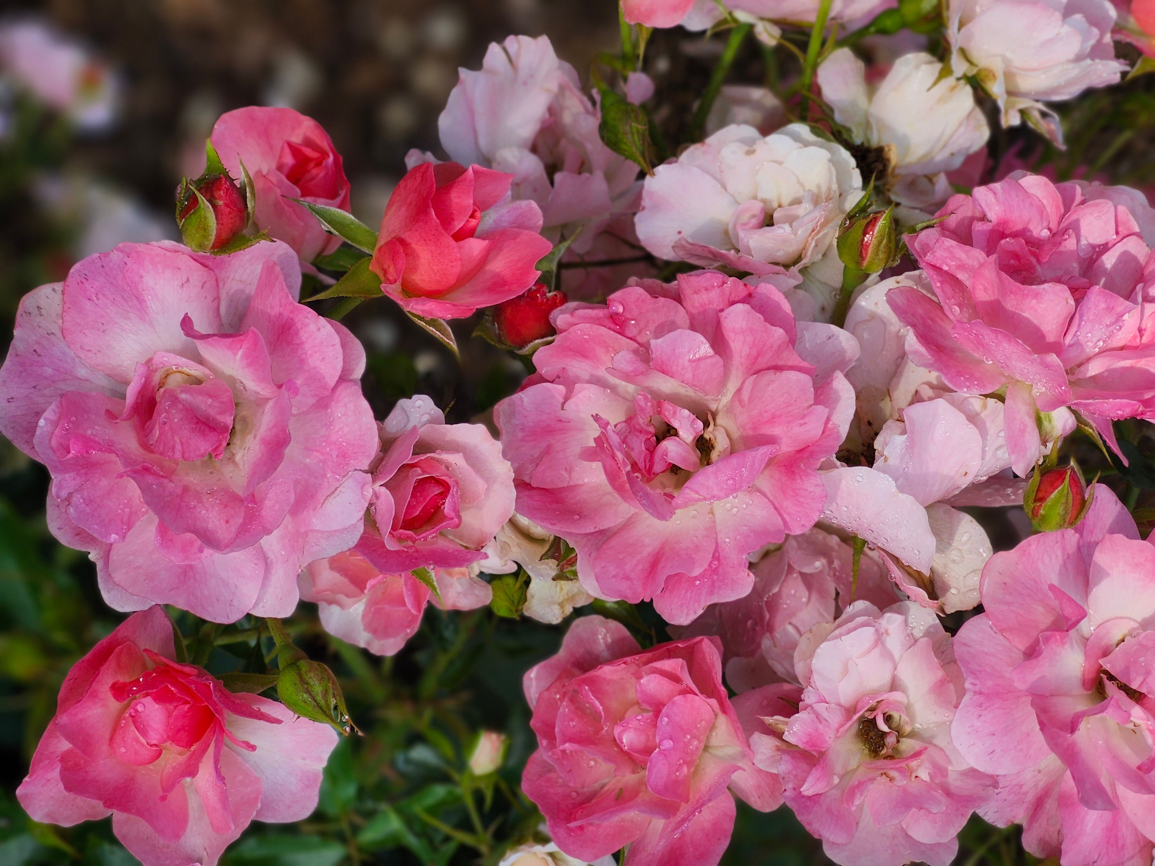 [ColoSach]-close-up-of-blooming-pink-roses-with-dewdrops,-capturing-the-beauty-of-a-garden-in-spring.