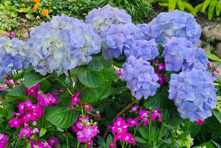 Vibrant garden with blue hydrangeas in bloom — proper tool hygiene for pruning hydrangeas Surrey BC
