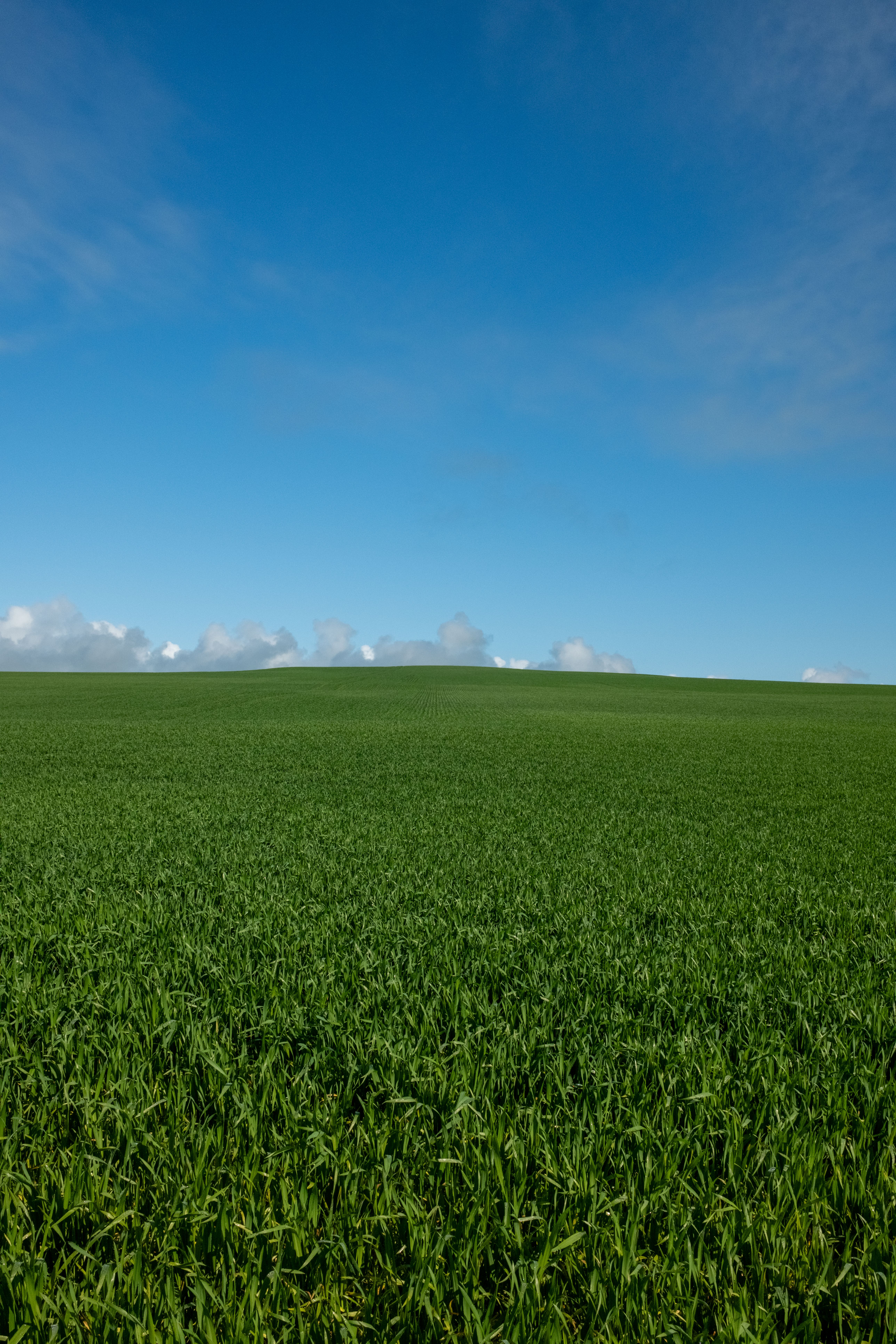 A vibrant green field stretches under a clear blue sky, capturing the essence of South Australia's natural beauty.