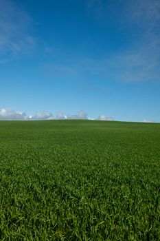 A vibrant green field stretches under a clear blue sky, capturing the essence of South Australia's natural beauty.