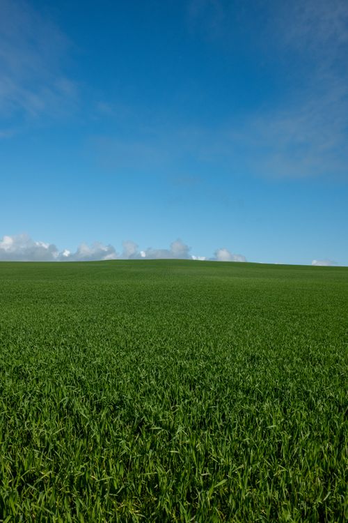 Free A vibrant green field stretches under a clear blue sky, capturing the essence of South Australia's natural beauty. Stock Photo