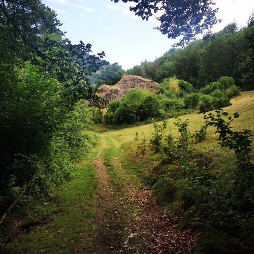 Free A serene forest trail leading through lush greenery to a hill under a bright sky. Stock Photo