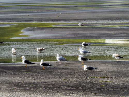 Free A group of seagulls relaxing on a coastal wetland during low tide, with water pools and sandy ridges. Stock Photo