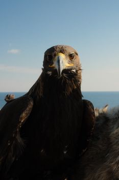 Stunning close-up shot of a golden eagle in Kyrgyzstan, showcasing its striking features and natural habitat.