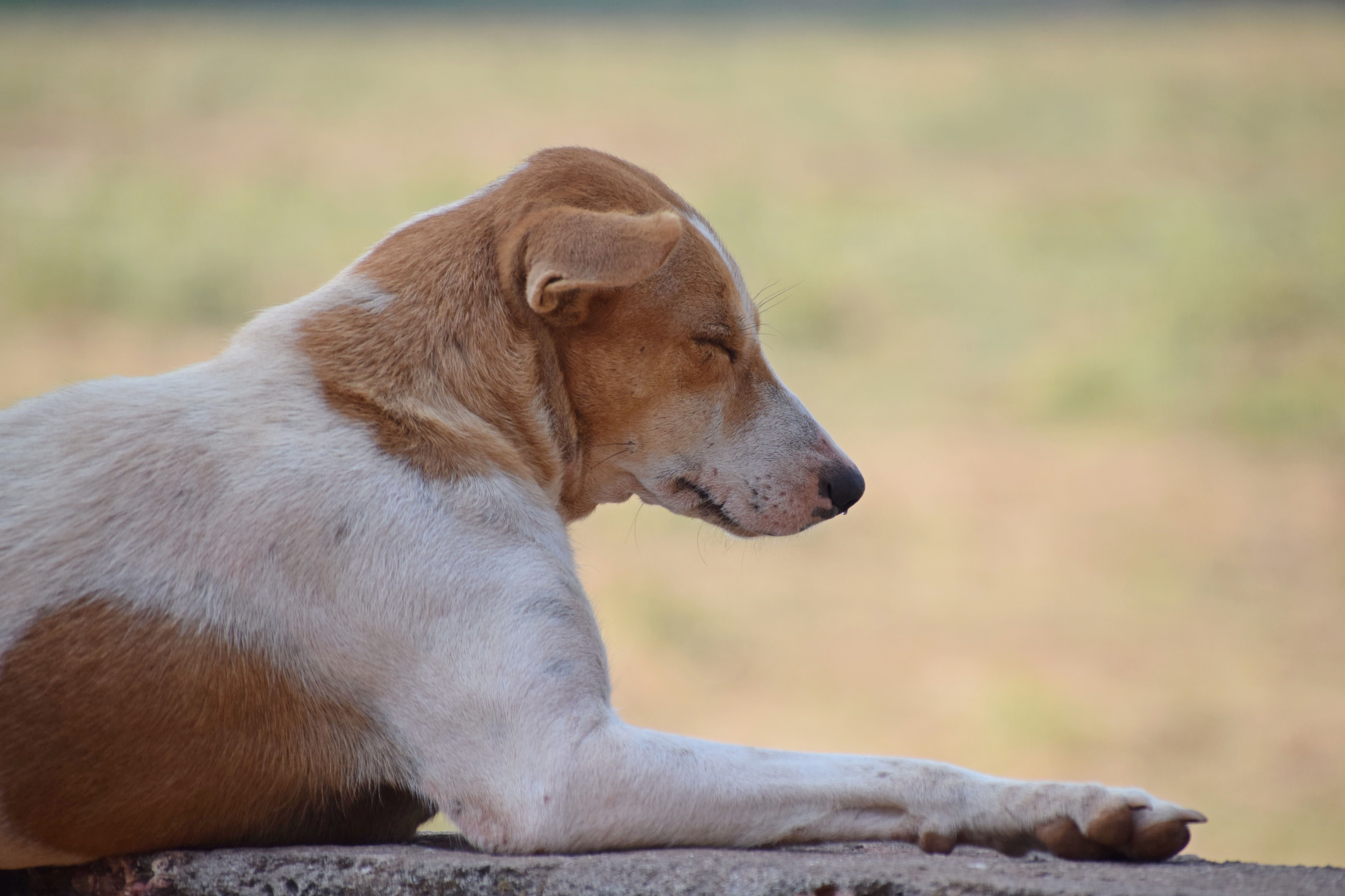 Portrait of a dog at a veterinary clinic