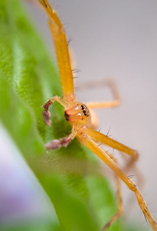 Free Detailed macro image of a spider on a vibrant green leaf in Bilaspur, India. Stock Photo