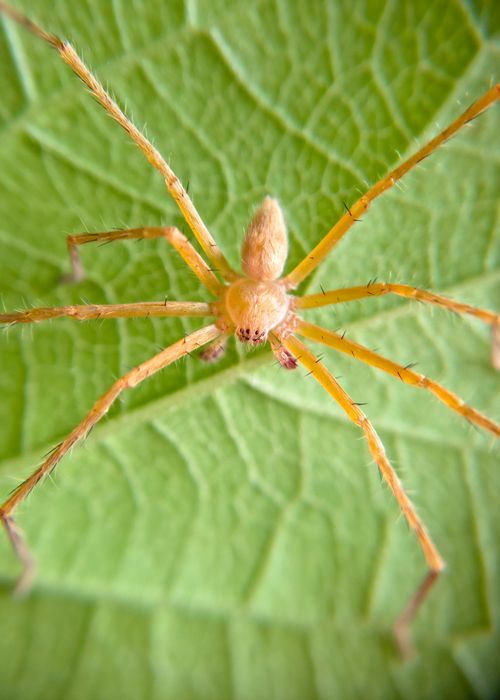Free Close-up of a golden orb-weaver spider on a green leaf in Bilaspur, India. Stock Photo