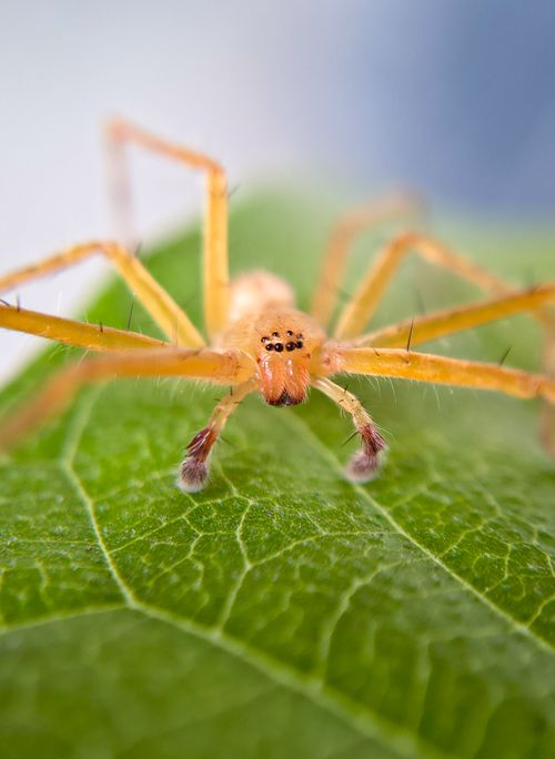 Free Macro photograph of a yellow spider on a green leaf in Bilaspur, India. Stock Photo