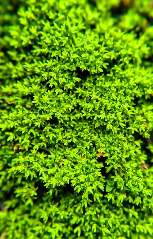 Free Detailed macro shot of vibrant green bush foliage in Bilaspur, India. Stock Photo