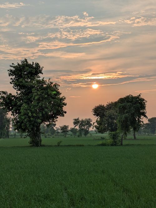 Free A tranquil sunset scene over a verdant field with silhouetted trees, evoking peace and natural beauty. Stock Photo