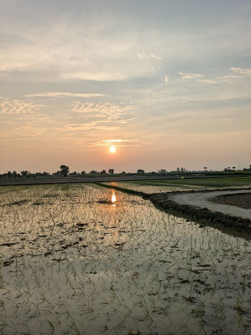 Free Tranquil sunset over expansive rice fields with reflections in the water creating a peaceful landscape. Stock Photo