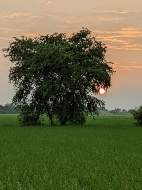 Free A tranquil sunset over a vibrant green field with a silhouetted tree. Stock Photo