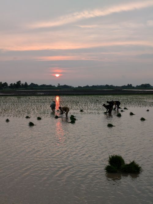 Free Farmers working in rice paddies during a beautiful sunset, reflecting on water. Stock Photo