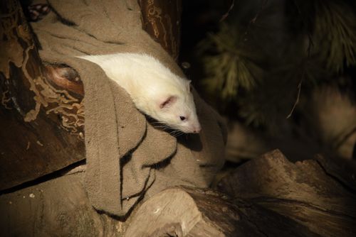 Free Albino ferret lying on a soft fabric amid tree stumps in a natural outdoor setting. Stock Photo