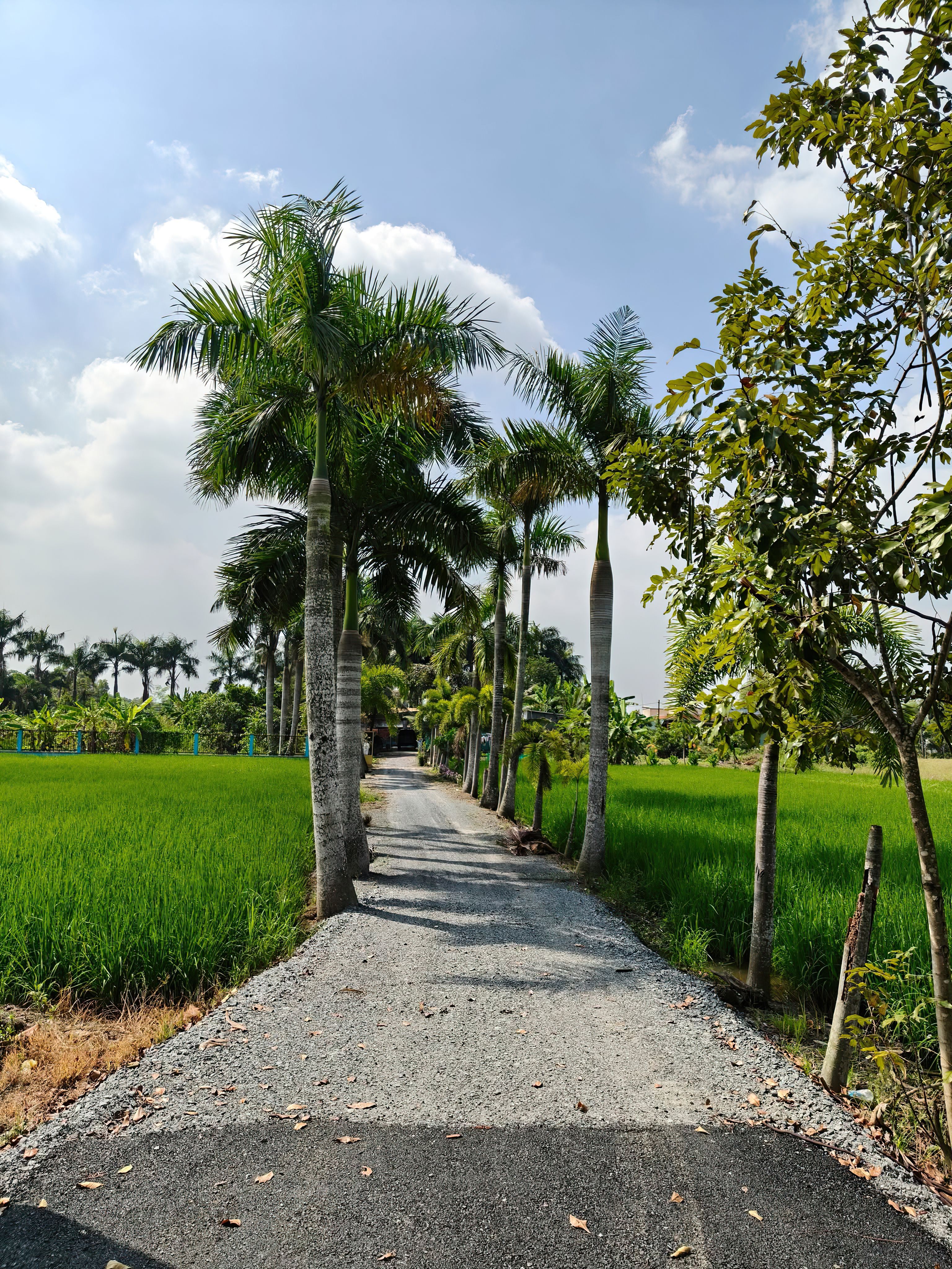 A picturesque path lined with palm trees and lush green fields in Hồ Chí Minh City, Vietnam.