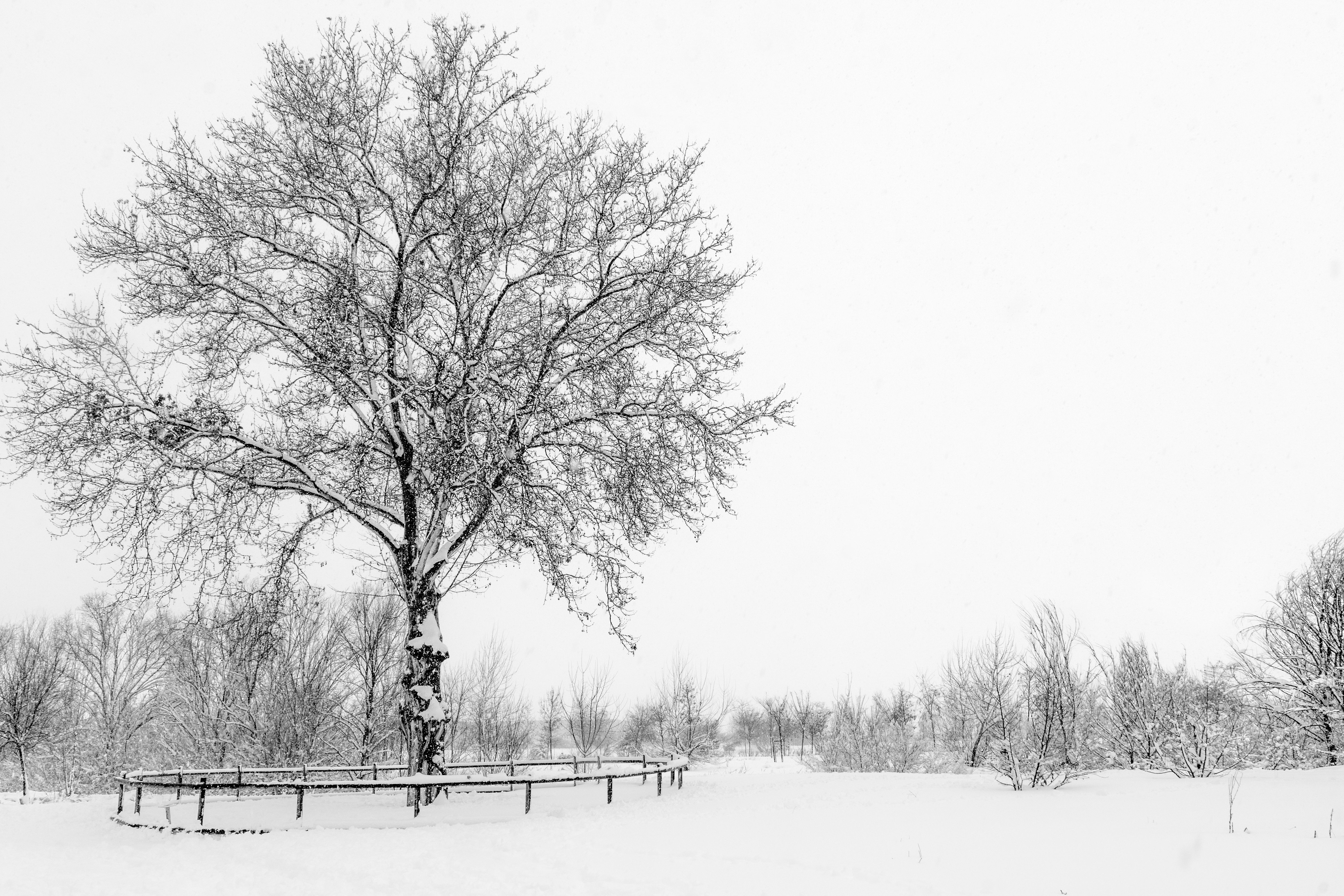 A serene snowy scene in Alcalá de Henares featuring a lone tree and winter scenery.