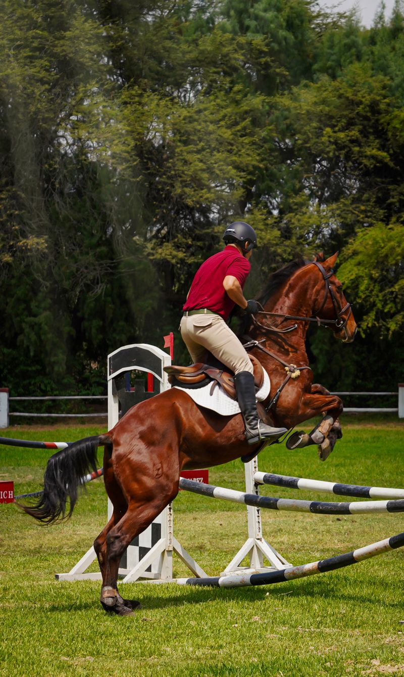 Skilled rider jumping