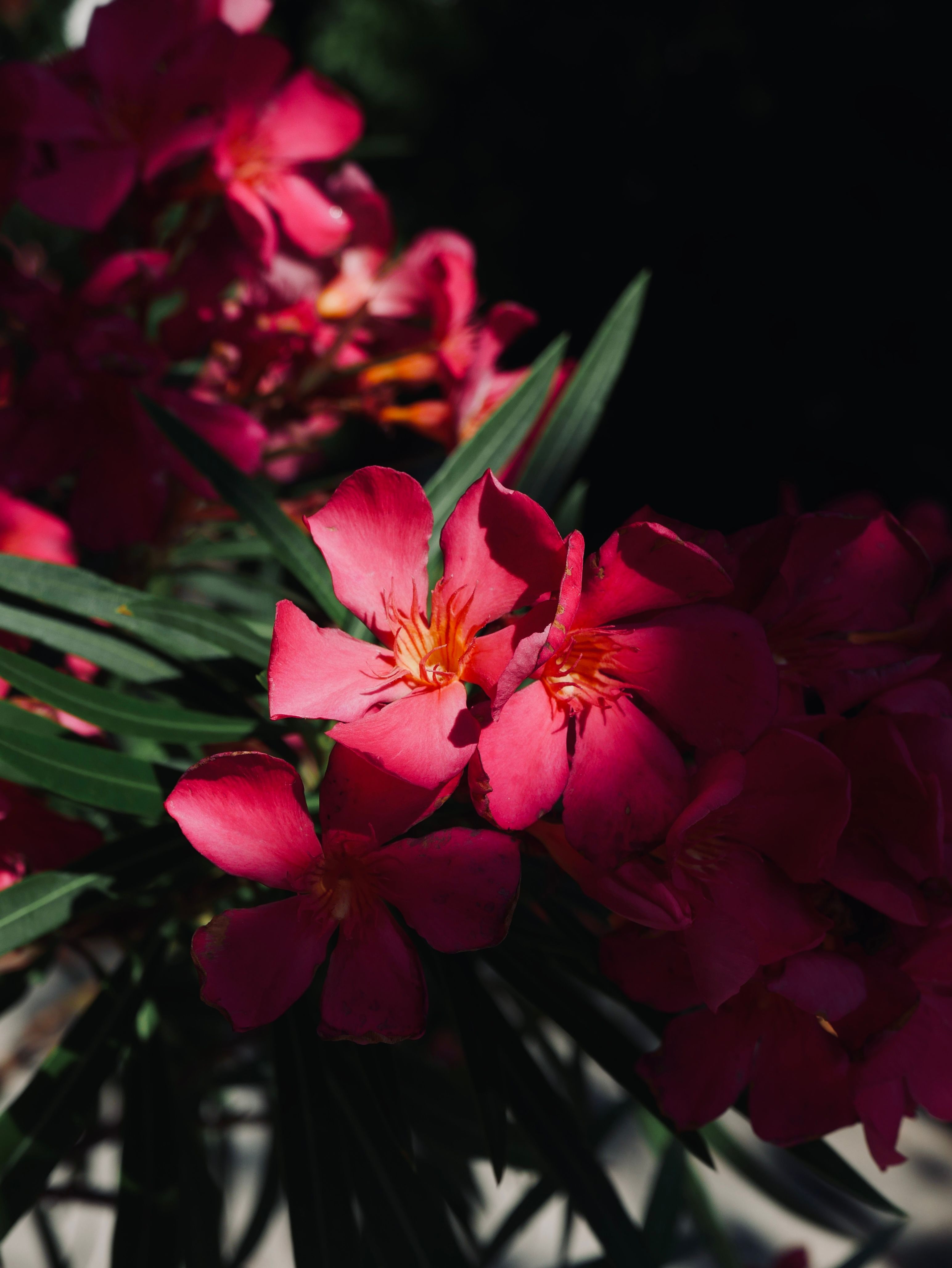 [ColoSach]-close-up-of-bright-pink-oleander-flowers-in-sunlight,-capturing-their-vivid-beauty.