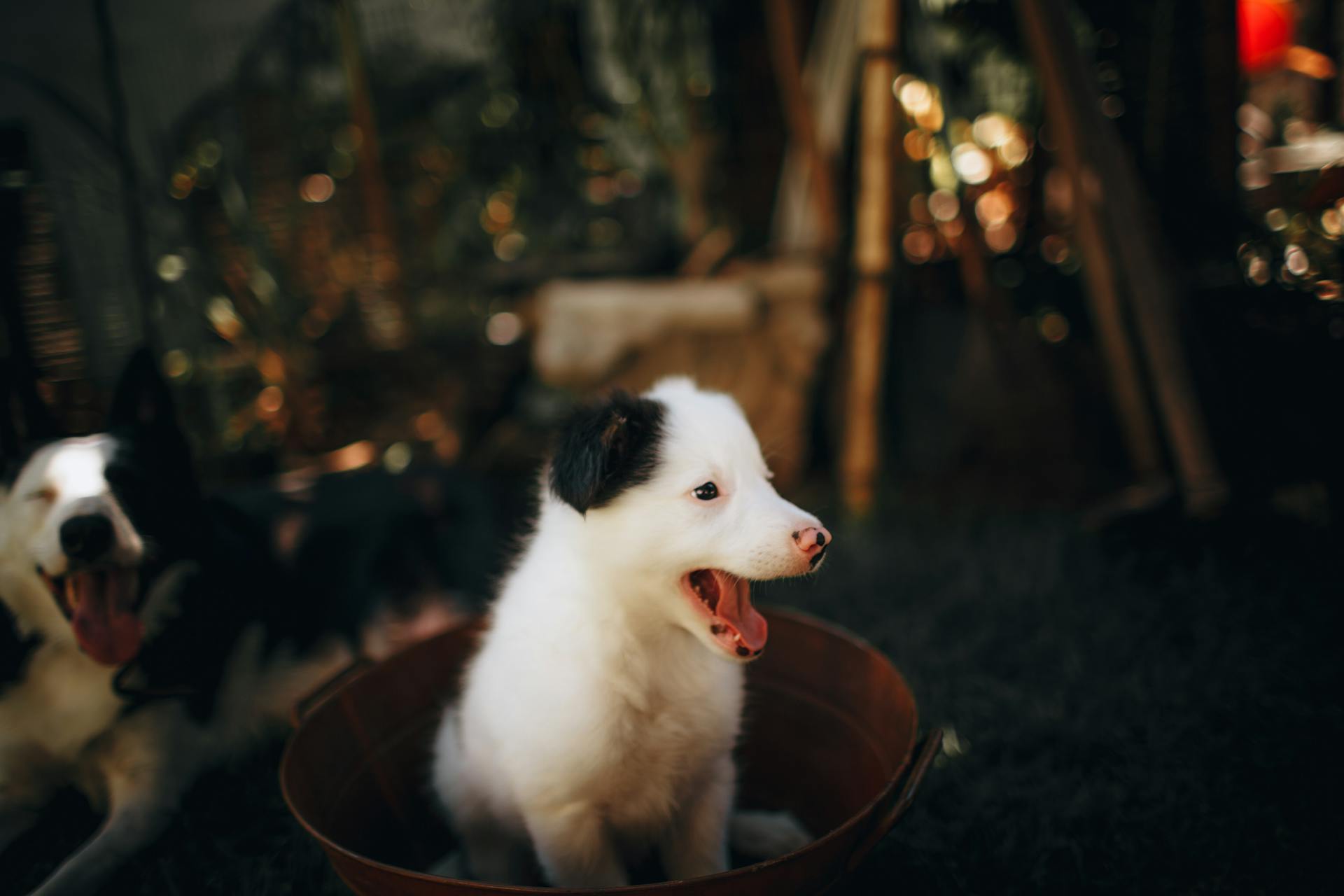 Adorable purebred puppy sitting with tongue out in bowl indoors