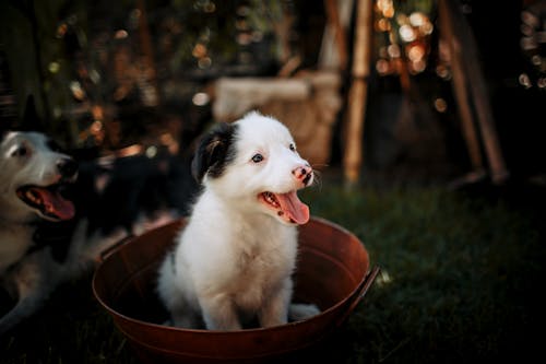 White And Black Puppy