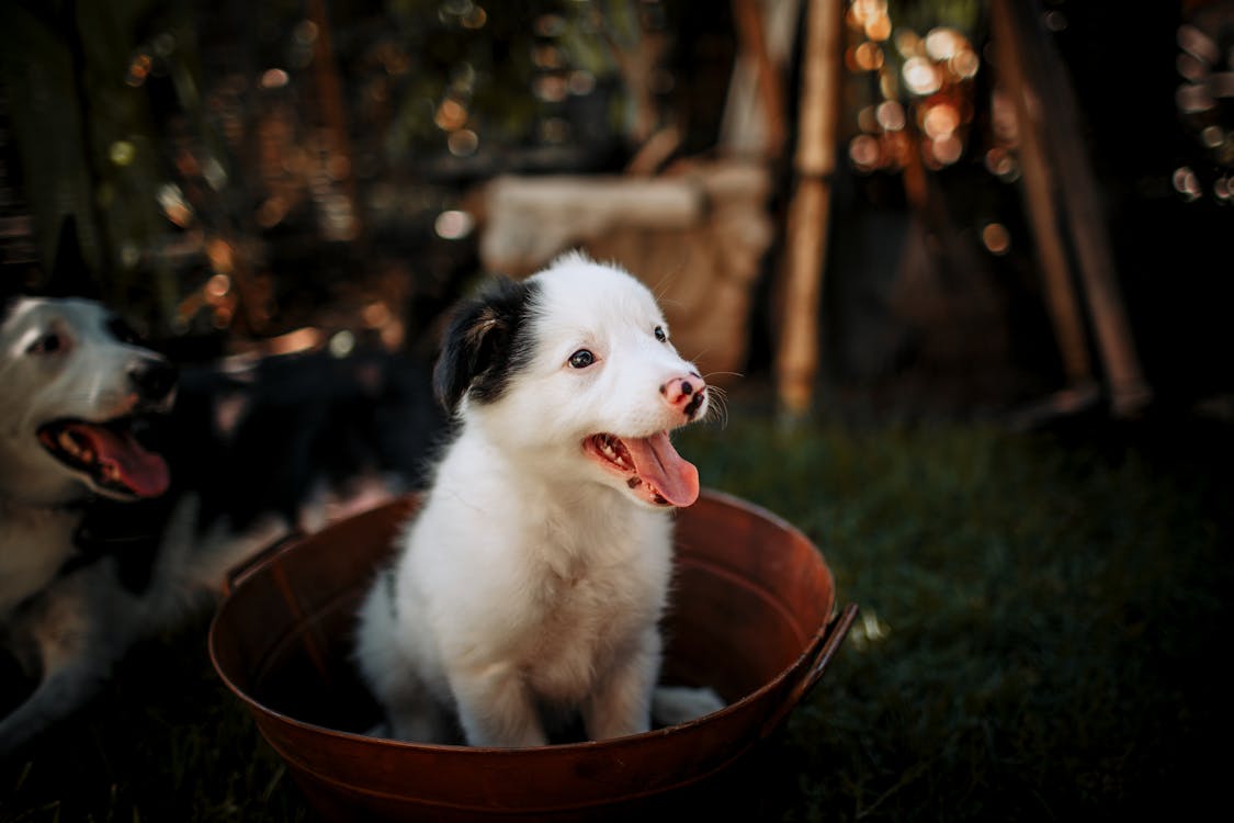 Free White And Black Puppy Stock Photo