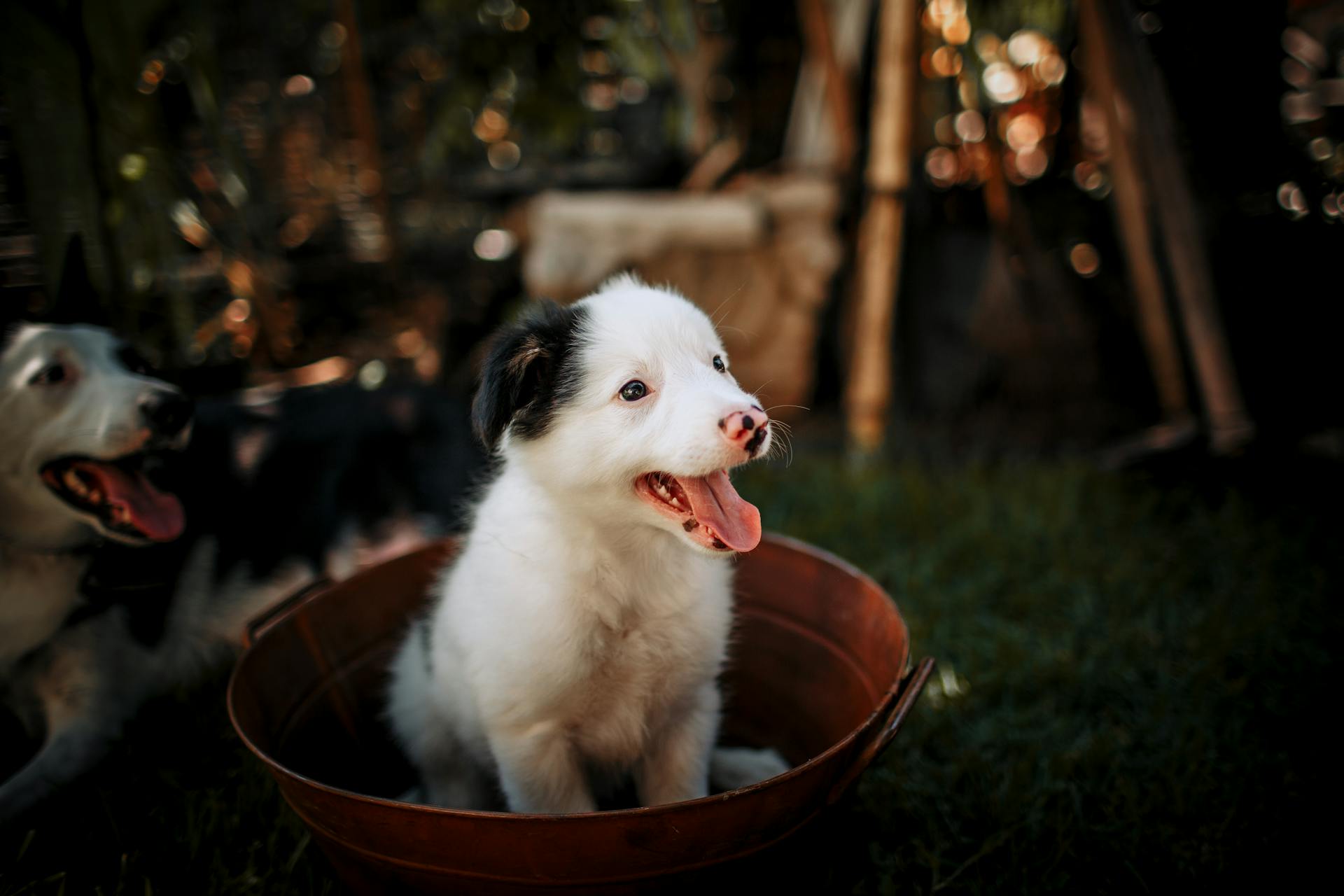 Le Chiot Blanc et Noir