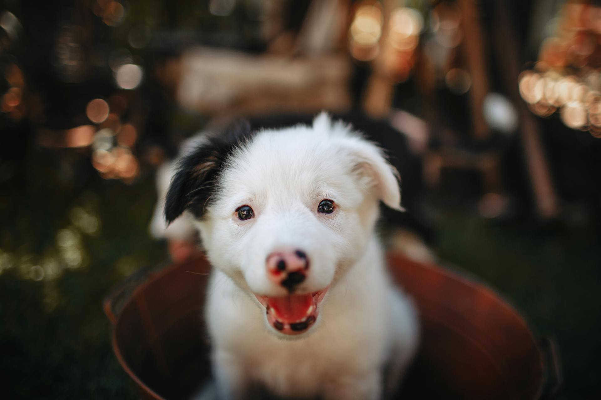 Vit och svart bordercollie-valp