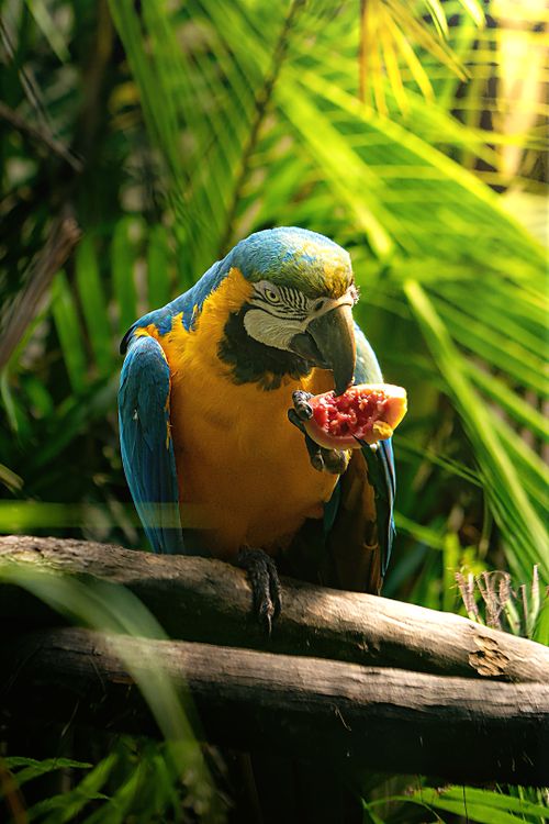 Free A blue-and-yellow macaw enjoys fruit on a jungle branch, bathed in sunlight. Stock Photo