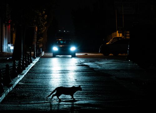 Free A street scene in İstanbul at night with a cat silhouette and vehicles' headlights. Stock Photo