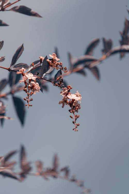 Tree branch with thin stalk and small blossoming flowers with tender petals and pointed leaves growing near grey wall