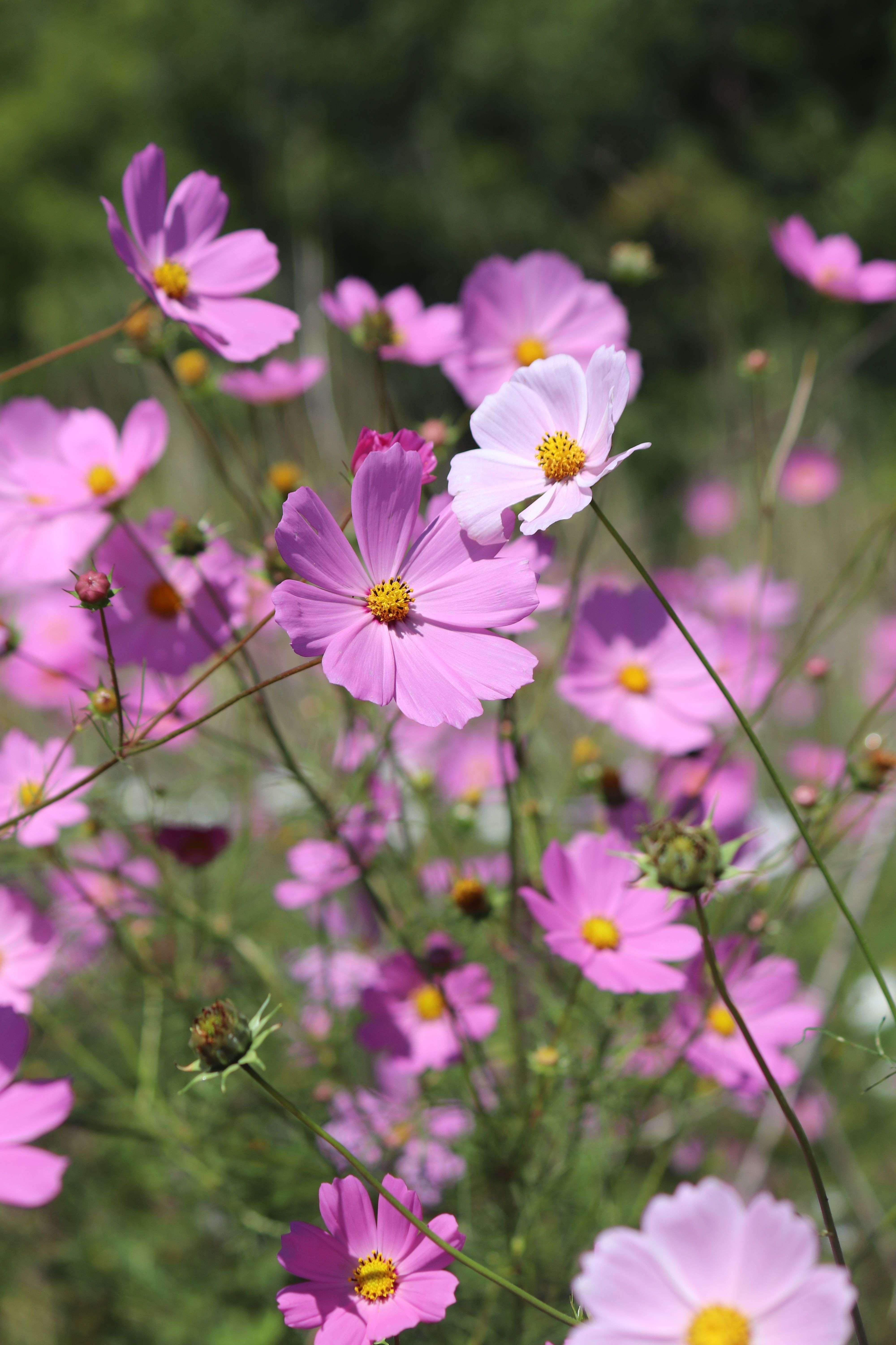 [ColoSach]-pink-cosmos-flowers-bask-in-the-late-summer-sun-in-hendrina,-south-africa.