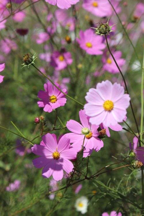 Free A close-up of pink Cosmos flowers in full bloom under the bright summer sun. Stock Photo