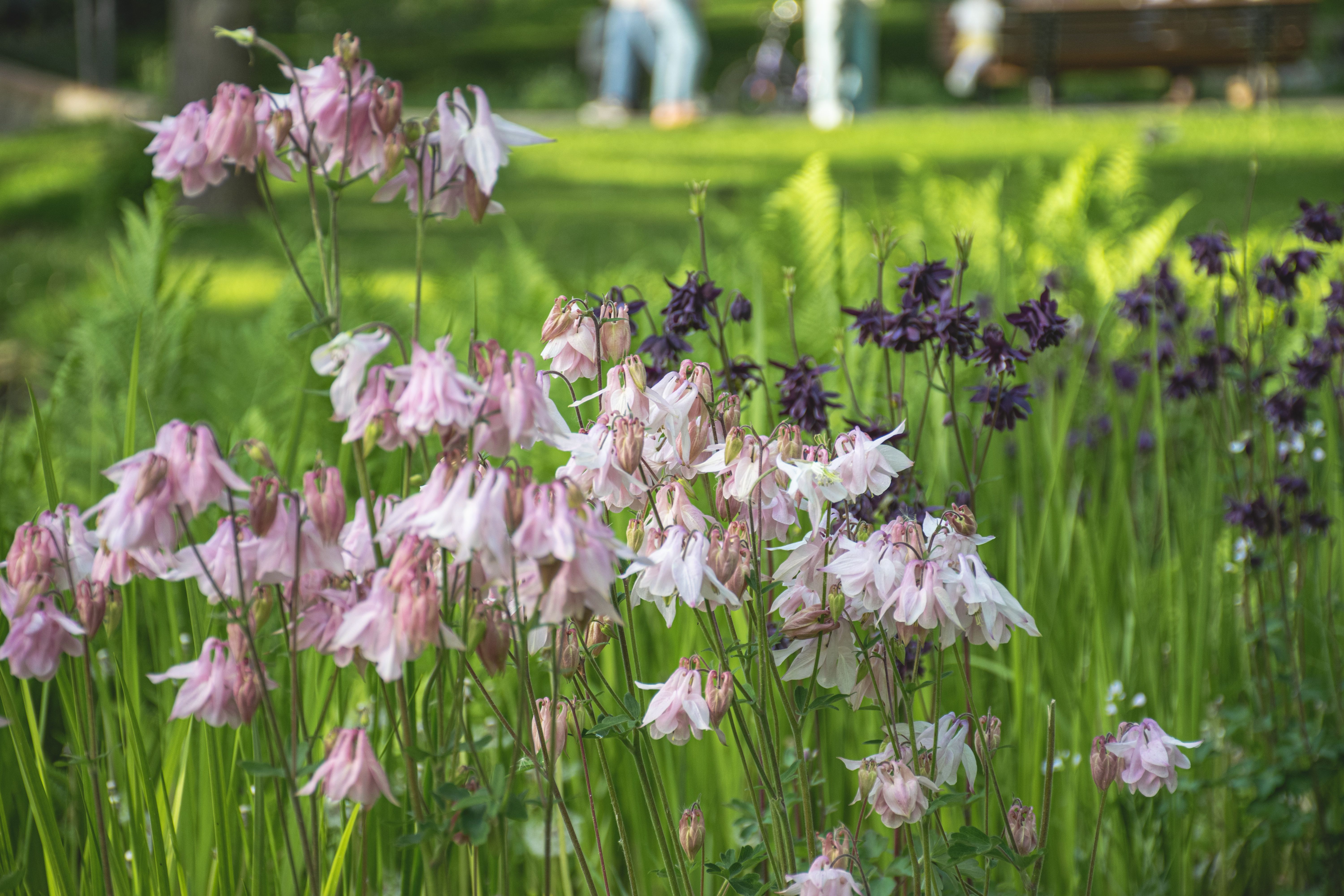 [ColoSach]-capture-the-beauty-of-pink-and-purple-columbine-flowers-blossoming-in-a-lush-spring-garden,-offering-a-serene-backdrop-of-nature.