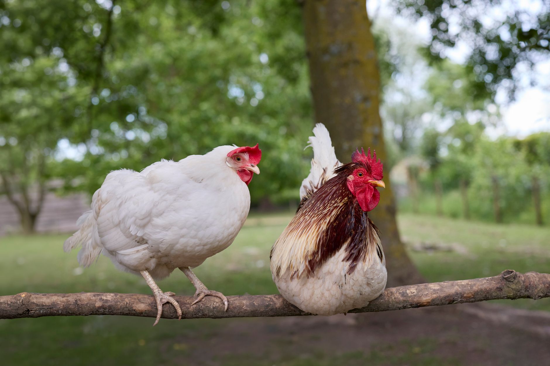 A domestic white hen and a rooster perch on a branch in a lush, rural setting.