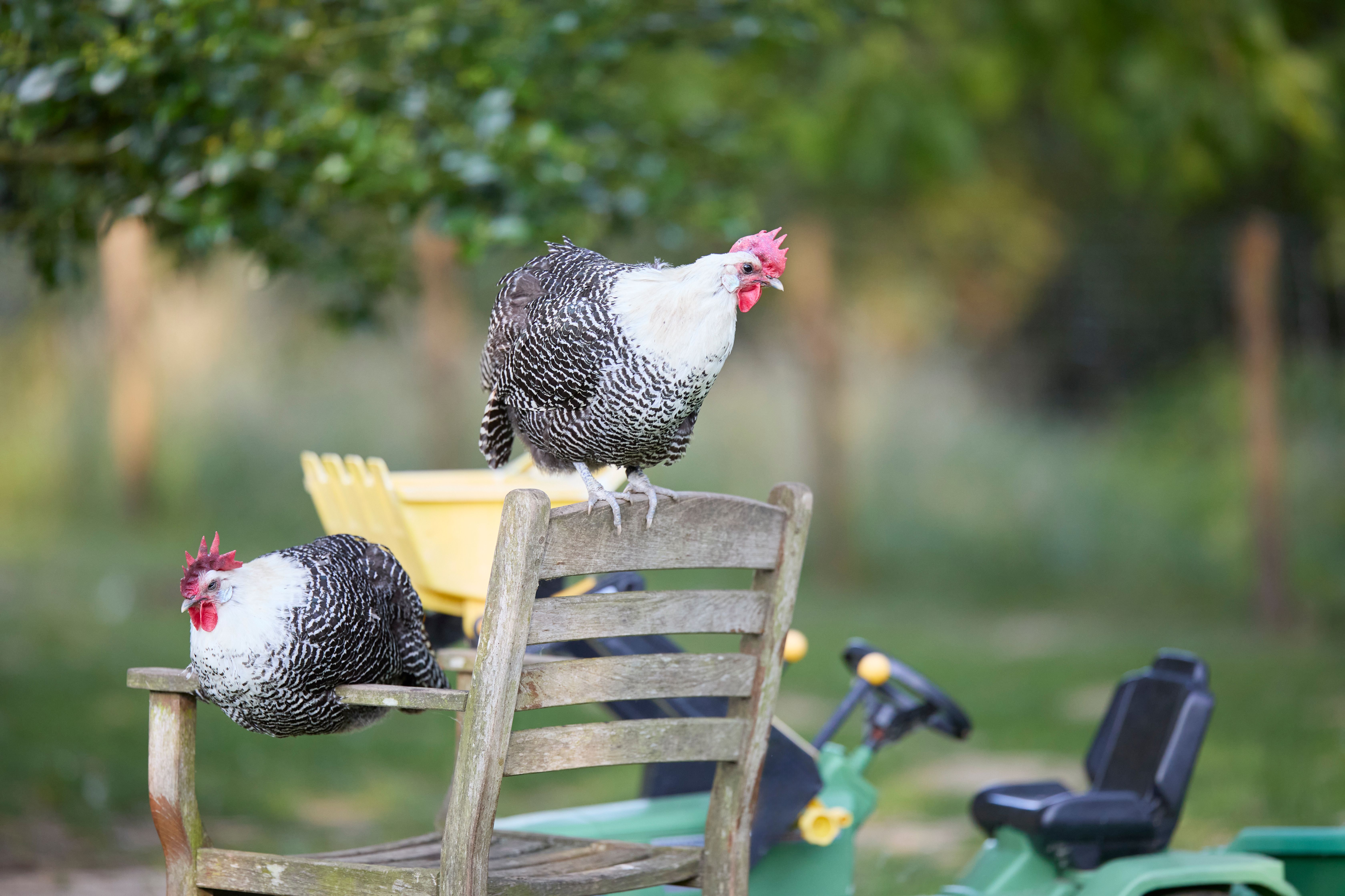 Backyard Chickens