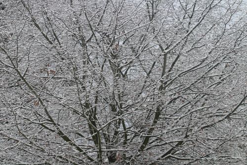 Free Elegant snow-covered tree branches in Tilburg, Nederland, showcasing winter beauty. Stock Photo