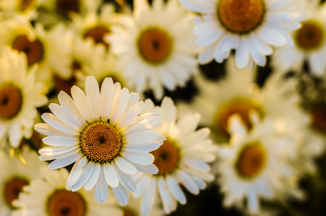 Selective Focus Photography of White Daisy Flower in Bloom