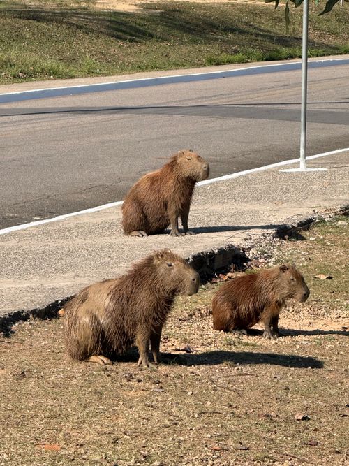 Free Three capybaras relax on a grassy roadside under the sun, showcasing wildlife in an urban area. Stock Photo