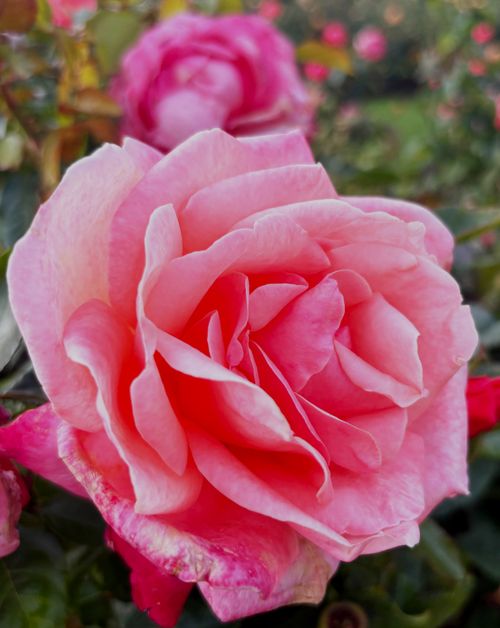 Free Detailed close-up of pink roses capturing their vibrant beauty in a garden setting. Stock Photo